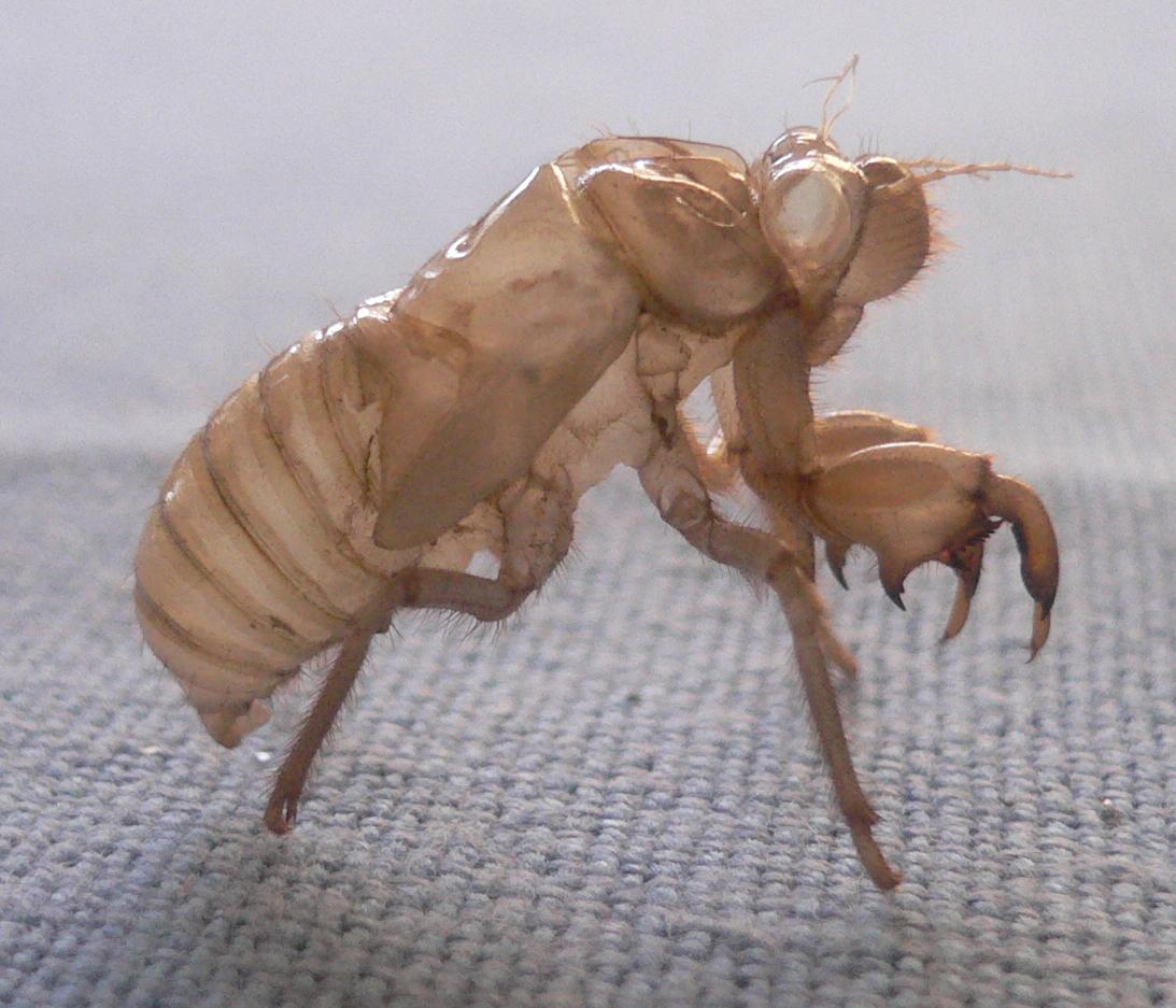 una custodia dimenticata (exuvia di cicala)